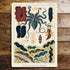 Barrier Reef Under The Sea Ocean Molluscs Octopus - Metal Travel Wall Sign