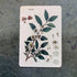Camellia Sinensis Tea Plant  - Metal Humour Wall Sign