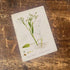 Celery Leaved Water Plant Metal  Wall Sign