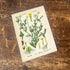 Chamomile Herb Flowers Botanical Vintage Illustrations Metal Sign