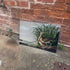 Curlews Bird Botanical Illustration John James Audubon Metal  Wall Sign