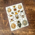 Ernst Haeckel Spider Metal  Wall Sign