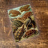 Ernst Haeckel Turtle Metal  Wall Sign