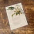 Evergreen Rose Botanical Illustration Metal  Wall Sign