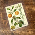 Fruit Orange And Lemon  Botanical Flower Illustration Metal  Wall Sign