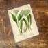 Garlic Herb Flowers Botanical Vintage Illustrations Metal Sign