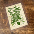 Lemon Balm Herb Flowers Botanical Vintage Illustrations Metal Sign