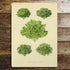 Lettuce Botanical Drawings Botanical Illustration Metal  Wall Sign