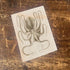 Octopus Botanical Illustration B Metal  Wall Sign