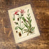 Ragged Robin Herb Flowers Botanical Vintage Illustrations Metal Sign