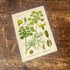Sweet Fennel Herb Flowers Botanical Vintage Illustrations Metal Sign