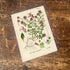 Thyme Herb Flowers Botanical Vintage Illustrations Metal Sign