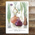 Vintage Flower Illustration - Metal Wall Sign