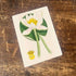 Vintage Flower Illustration Water Lily - Metal Wall Sign
